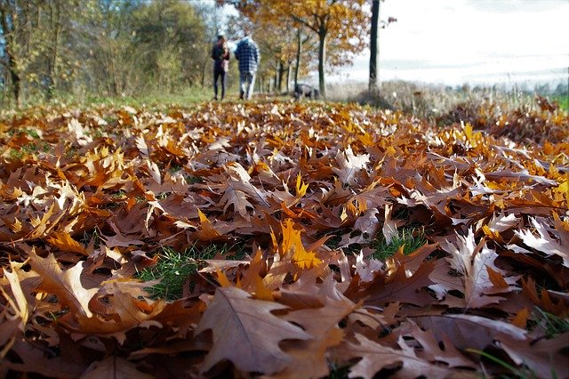 https://www.lawnweedexpert.co.uk/news/image.axd?picture=/autumn-2882687_640.jpg